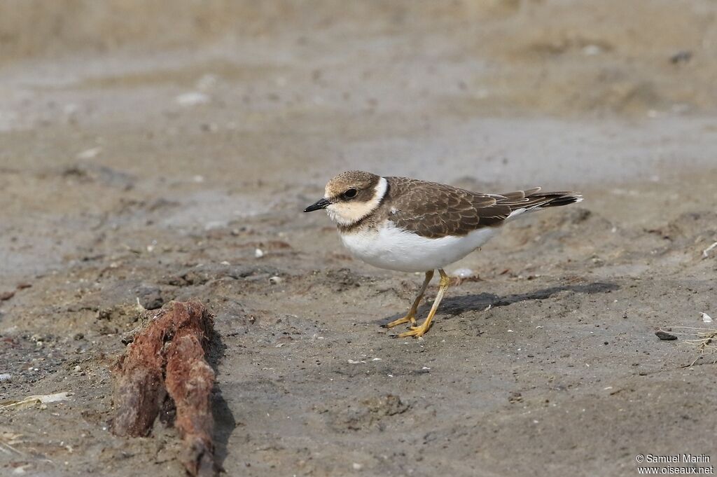 Little Ringed Ploverimmature