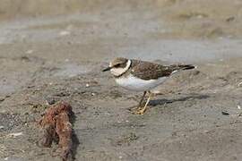 Little Ringed Plover