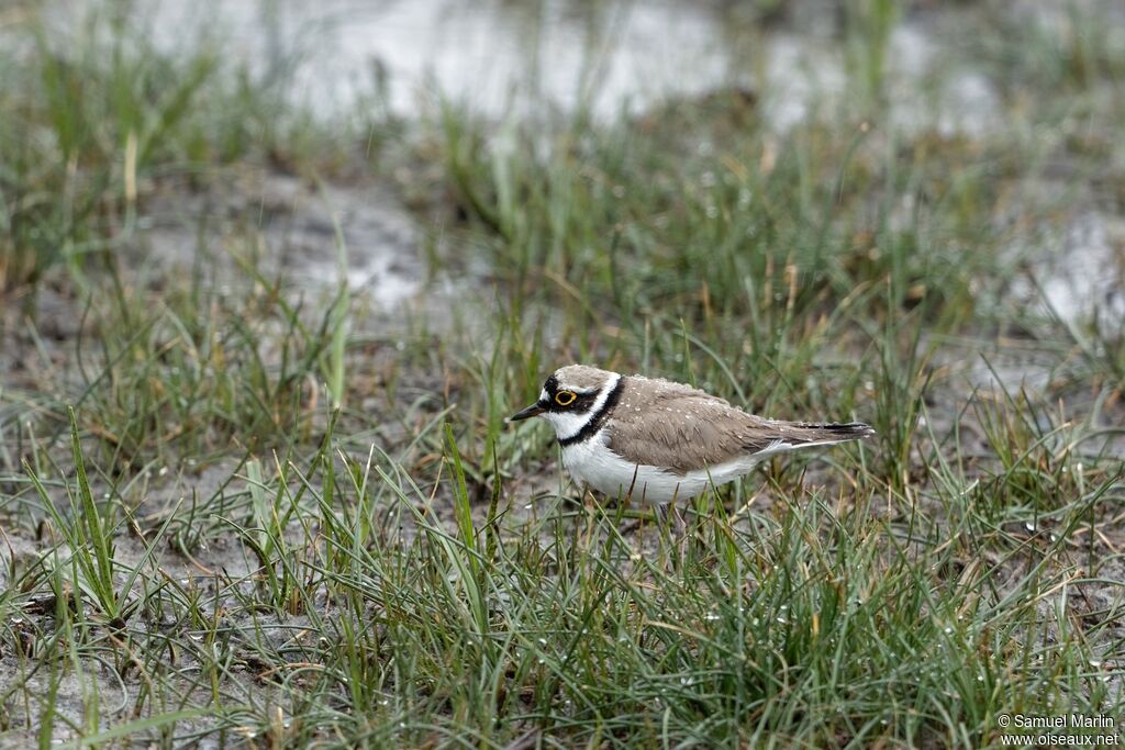 Little Ringed Plover