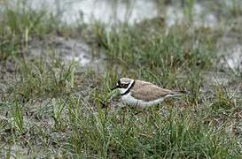 Little Ringed Plover