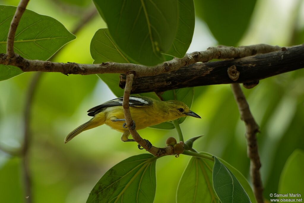 Common Iora female adult