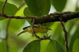 Common Iora