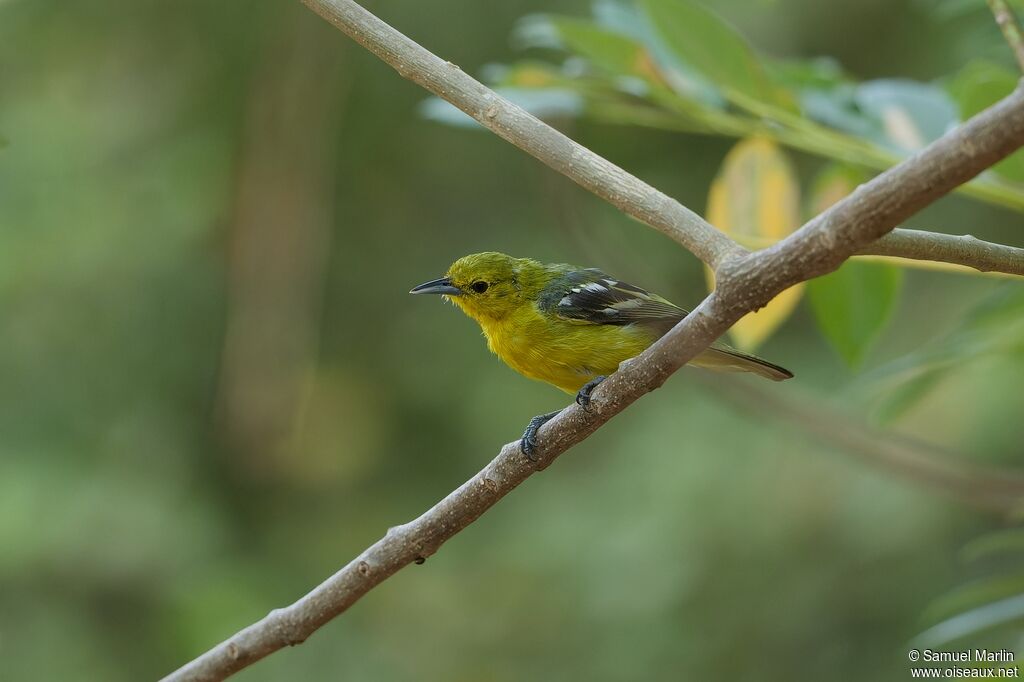 Common Iora female adult