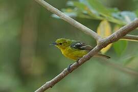 Common Iora