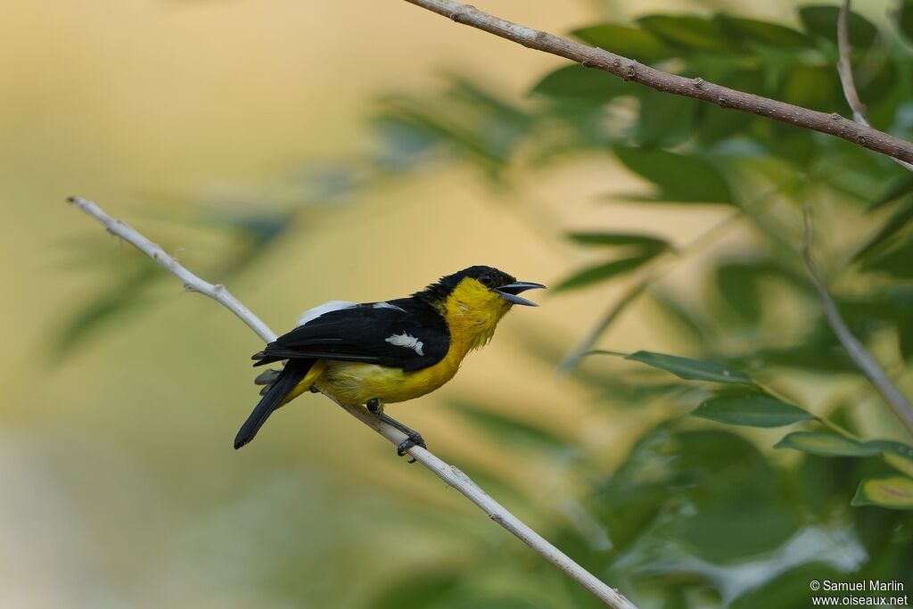 Common Iora male adult