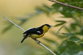 Common Iora