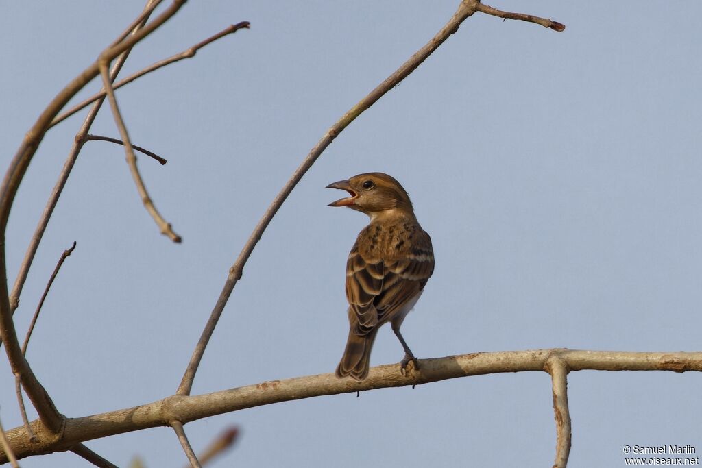 Sahel Bush Sparrowadult