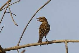 Sahel Bush Sparrow