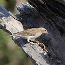 Petit Moineau