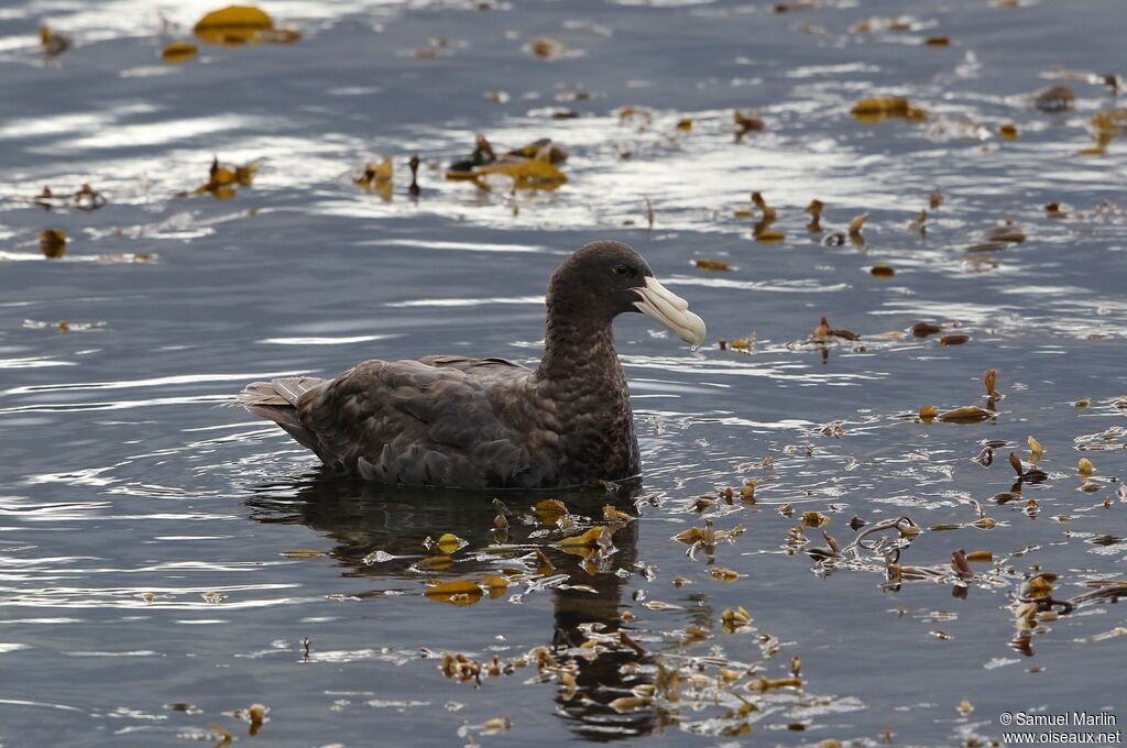 Southern Giant Petreljuvenile