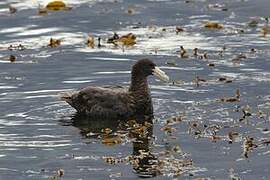 Southern Giant Petrel