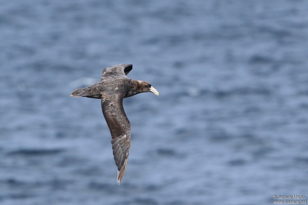 Southern Giant Petreljuvenile