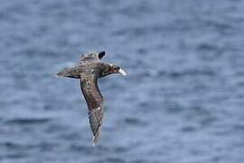 Southern Giant Petrel