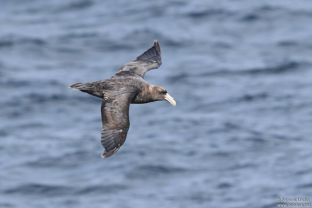 Southern Giant Petreljuvenile