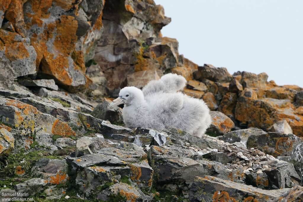 Southern Giant PetrelPoussin, habitat, Reproduction-nesting