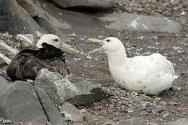 Southern Giant Petrel