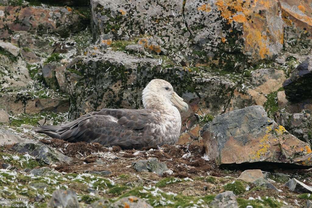 Southern Giant Petreladult breeding, habitat, pigmentation, Reproduction-nesting