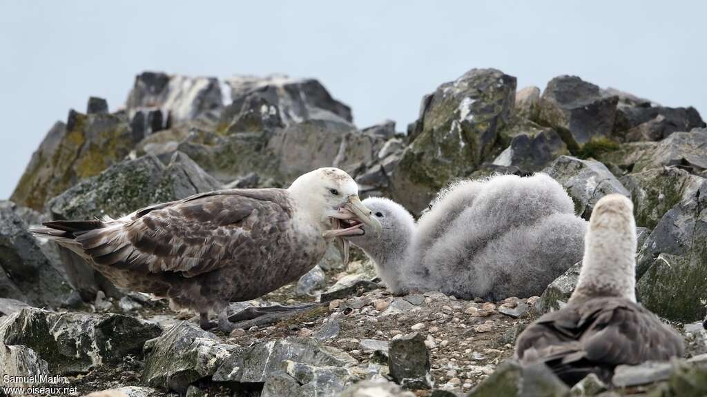 Southern Giant Petrel, habitat, pigmentation, eats, Reproduction-nesting