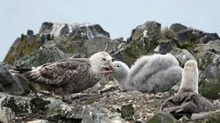 Southern Giant Petrel