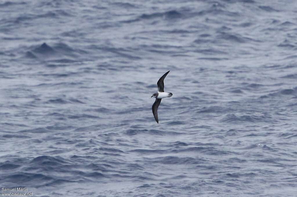 Soft-plumaged Petreladult, habitat, Flight