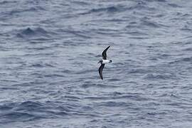 Soft-plumaged Petrel