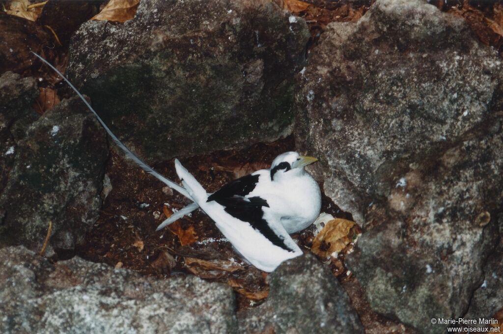 White-tailed Tropicbird female adult, identification