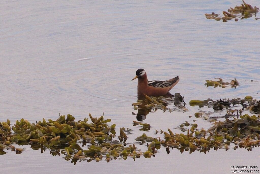 Red Phalarope male adult breeding