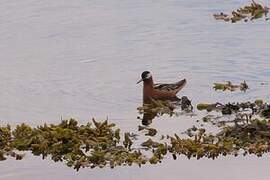 Red Phalarope