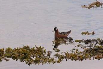 Phalarope à bec large