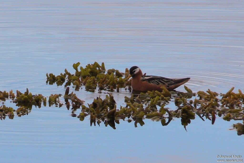 Phalarope à bec large mâle adulte nuptial