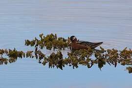 Red Phalarope