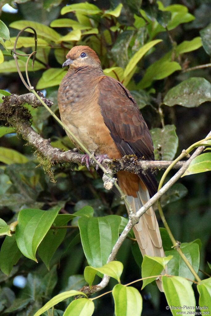 Brown Cuckoo-Doveadult