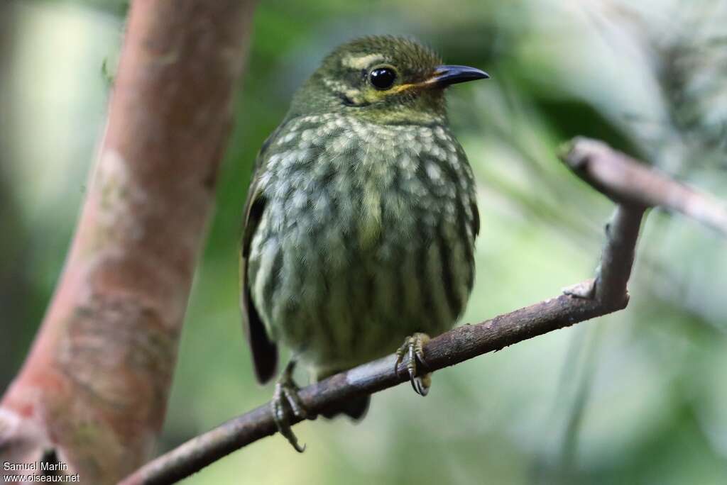 Velvet Asity female adult, close-up portrait