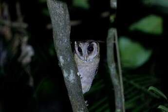 Phodile du Sri Lanka