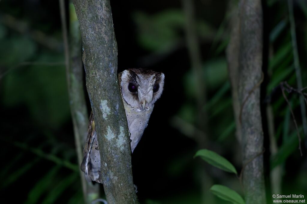 Phodile du Sri Lankaadulte