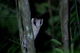 Sri Lanka Bay Owl