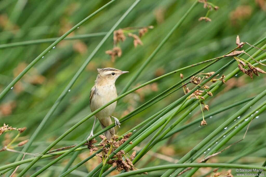 Sedge Warbleradult