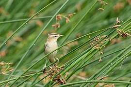 Sedge Warbler