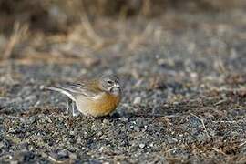 Grey-hooded Sierra Finch