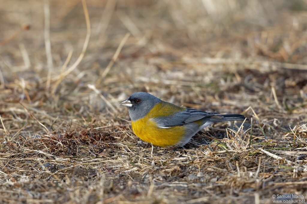 Grey-hooded Sierra Finch male adult