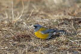 Grey-hooded Sierra Finch