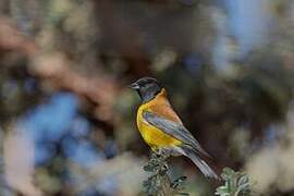 Black-hooded Sierra Finch