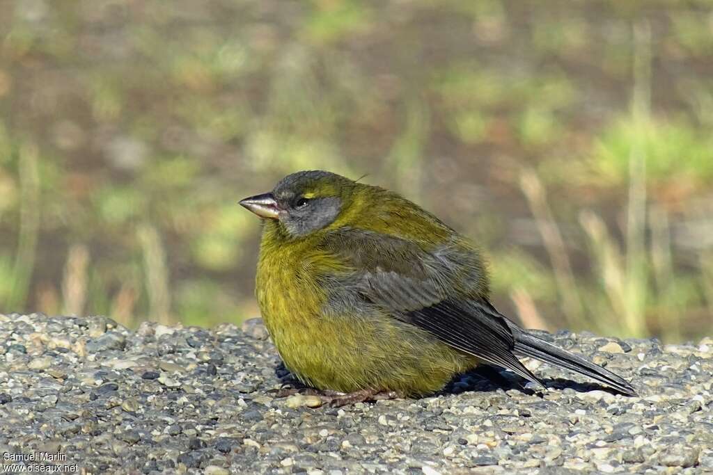 Patagonian Sierra Finch female adult