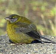 Patagonian Sierra Finch