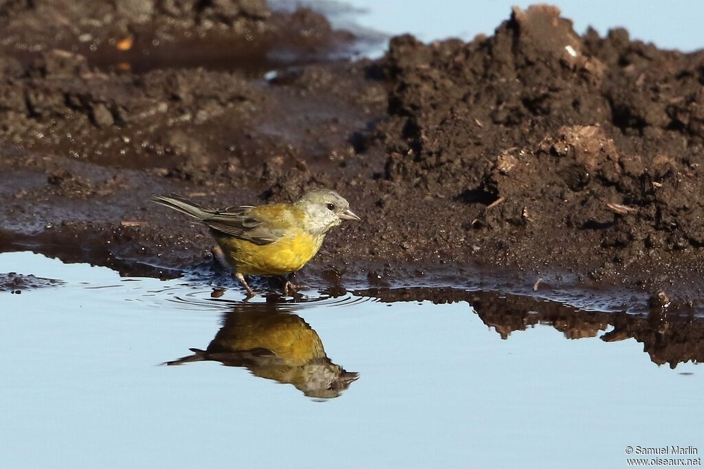 Patagonian Sierra Finchadult