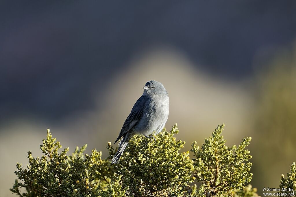 Plumbeous Sierra Finchadult