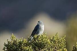 Plumbeous Sierra Finch