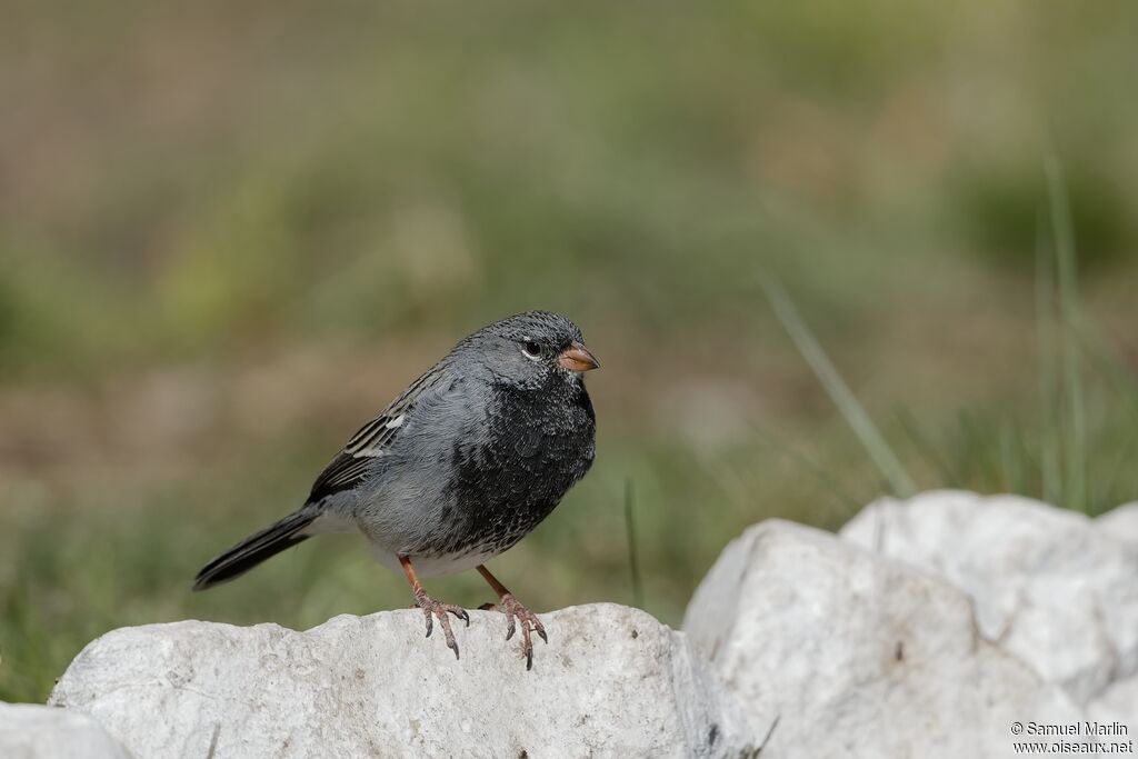 Mourning Sierra Finch male adult