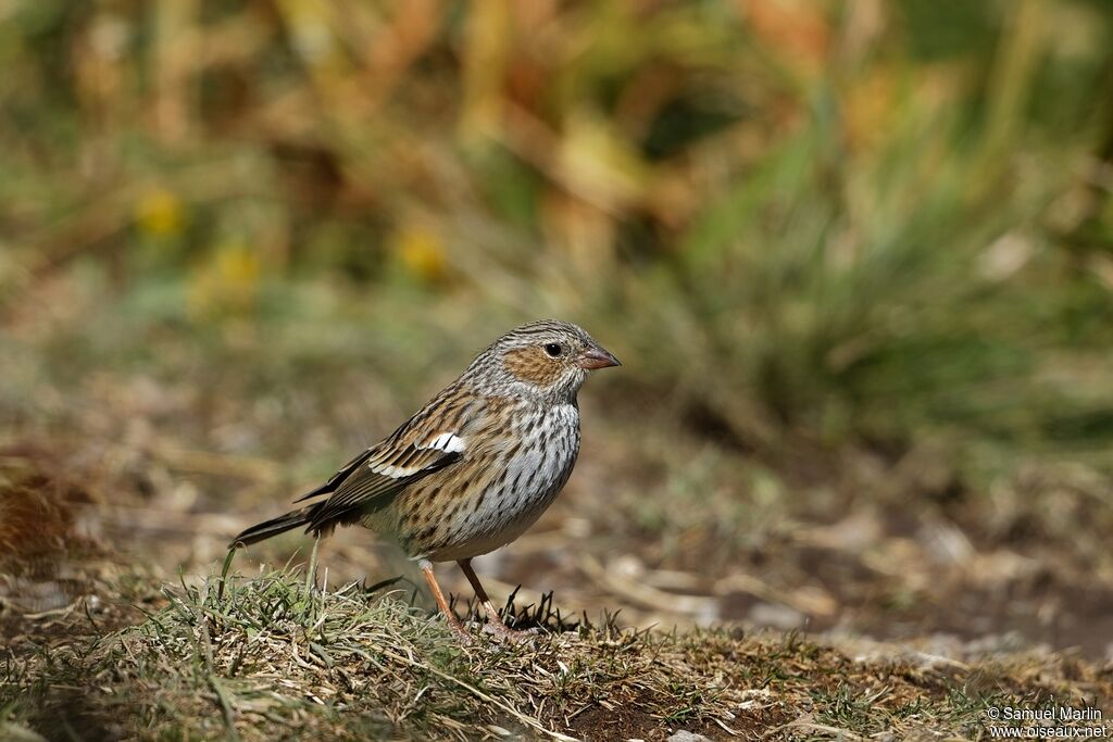 Mourning Sierra Finch female adult