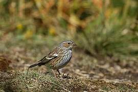 Mourning Sierra Finch